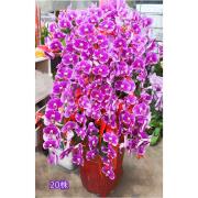 20株蘭花(粉)