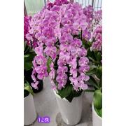 12株蘭花(粉)
