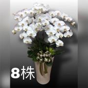 8株蘭花(買斷)瓷盆