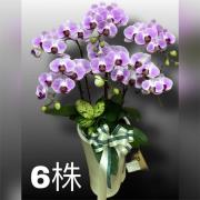 6株蘭花(買斷瓷盆)