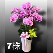 7株蘭花(買斷瓷盆)