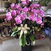 8株蘭花(粉)