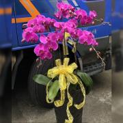 6株蘭花(粉)
