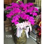 10株蘭花(粉色)