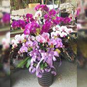 12株蘭花(混搭)