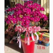 18株蘭花(粉)