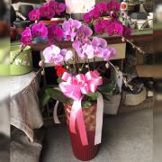 7株蘭花(混搭)