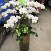 8株蘭花(白)