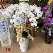 5株蘭花(白)