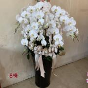 8株蘭花(白)