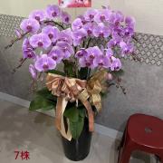 7株蘭花(粉)