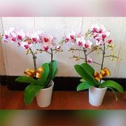 1株2梗靈前蘭花(限中壢殯儀館及周圍...