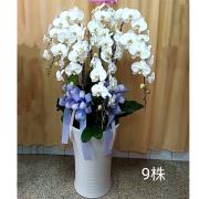 9株蘭花(白)