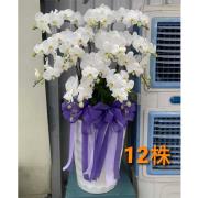 12株蘭花(白)