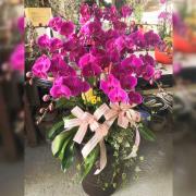 12株蘭花(粉)