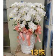 13株蘭花(白)