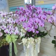 15株蘭花(粉)