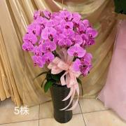 5株蘭花(粉)