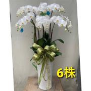 6株蘭花(白)