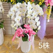 5株蘭花(白)