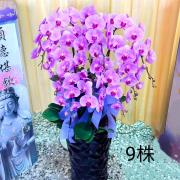 9株蘭花(粉)