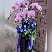 5株粉色蘭花