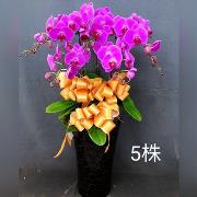 5株蘭花(粉)