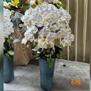 6株白色蘭花
