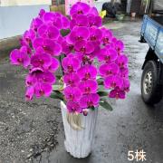 5株蘭花(粉)