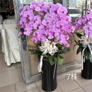 7株蘭花(粉)