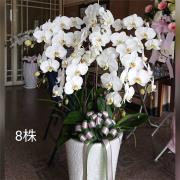 8株白色蘭花