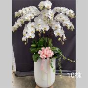 10株白色蘭花