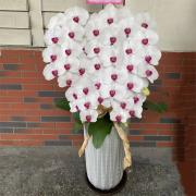 5株蘭花