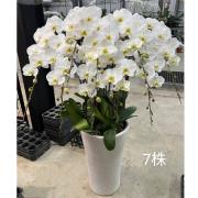 7株落地蘭花(白色)