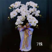7株落地蘭花(白色)