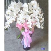 9株白色蘭花
