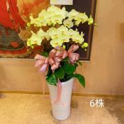 6株蘭花(黃色)