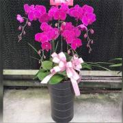 5株蘭花(粉色)