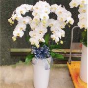 6株雙色蘭花(白色)
