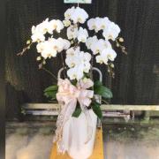 7株雙色蘭花(白色)