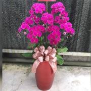 7株雙色蘭花(粉)