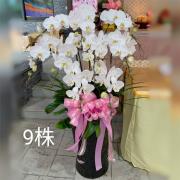 9株雙色蘭花(白色)