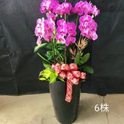 6株雙色蘭花(粉)