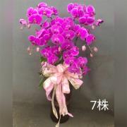 7株蘭花(粉或紅)