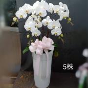 5株落地高盆蘭花(白)