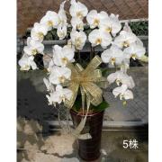 5株蘭花