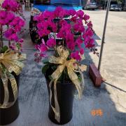 8株蘭花(粉色)
