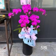 5株蘭花盆栽(粉)