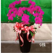 9株蘭花(粉/紅)