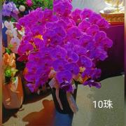 10株落地蘭花(粉色)